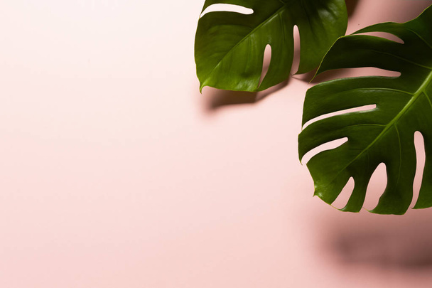 Two Monstera Leafs isolated on pink background, top view - Zdjęcie, obraz