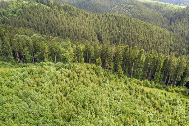Luftaufnahme der grünen Karpaten mit immergrünen Bergen bedeckt - Foto, Bild