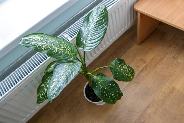 Gewächshauspflanze wächst im Topf in einem Raum in der Nähe der Heizung  - Foto, Bild