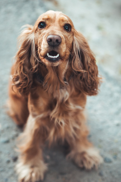 dog English Cocker Spaniel - Photo, image