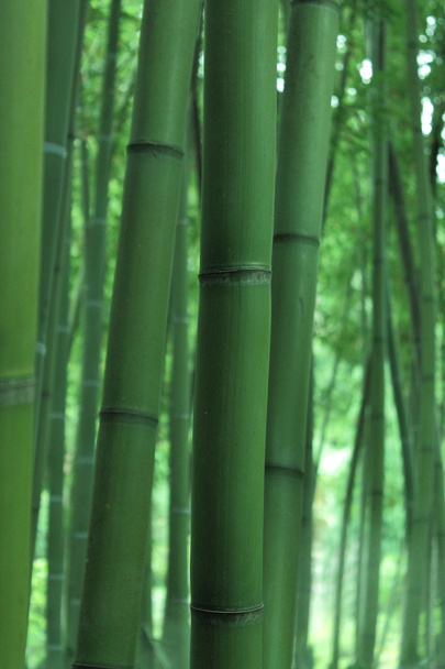 Vihreä bambu
 - Valokuva, kuva
