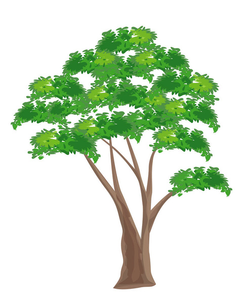 green tree isolated on white - Vector, Image