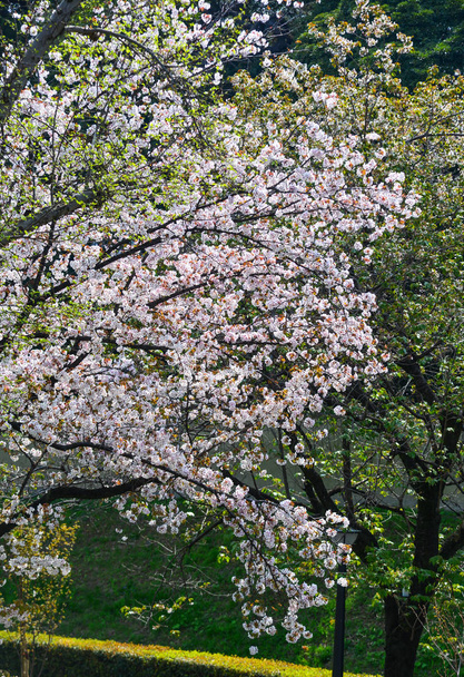 cseresznyevirág Tokyoban, japánban - Fotó, kép