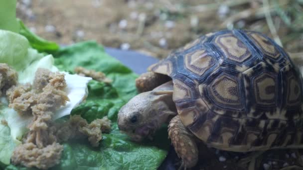 Ένα μωρό Leopard Tortoise τρώει το δείπνο του - Πλάνα, βίντεο
