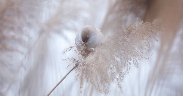 Piękna scena przyrodnicza z brodatym Parrotbill Panurus biarmicus na trawie, zima, siedząc na źdźble trawy. - Zdjęcie, obraz