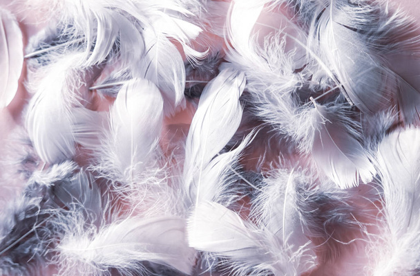 Pink gray feather background. - Photo, Image