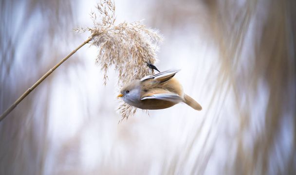 Kaunis luontokohtaus parrakas papukaija Panurus biarmicus nurmikolla, talvella, istuu ruohonkorsi
. - Valokuva, kuva
