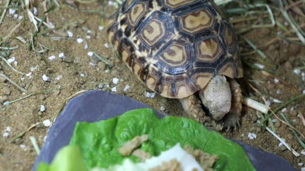 Ένα χαριτωμένο μωρό Leopord Tortoise χασμουρητό - Πλάνα, βίντεο