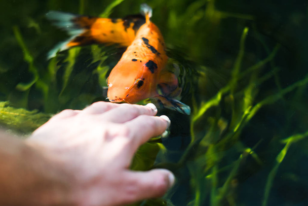 peces kois coloridos que comen de la mano naranja y negro
 - Foto, Imagen