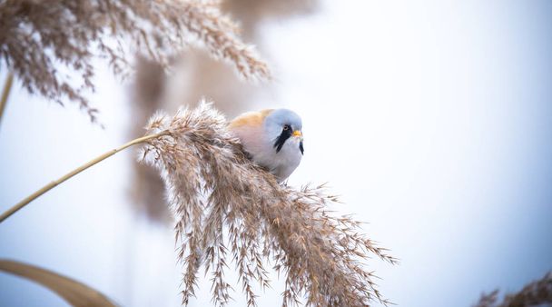 Gyönyörű természet jelenet szakállas papagáj Panurus biarmicus a füvön, tél, ül egy fűszál. - Fotó, kép