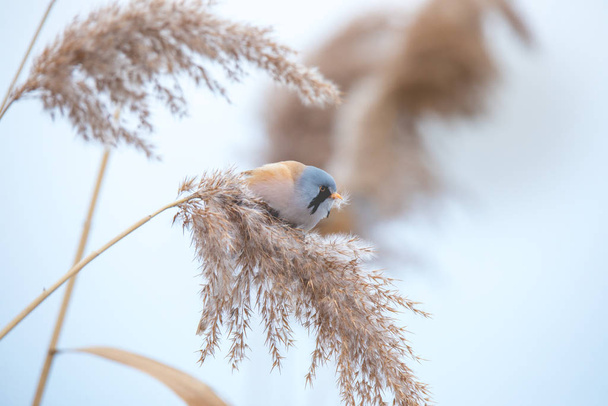 Kaunis luontokohtaus parrakas papukaija Panurus biarmicus nurmikolla, talvella, istuu ruohonkorsi
. - Valokuva, kuva