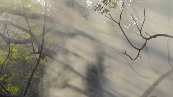 El humo y la luz del sol brillan a través de las hojas en la selva tropical
. - Metraje, vídeo