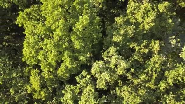 Boven vanuit de lucht uitzicht op groen zomerwoud met veel verse bomen. - Video