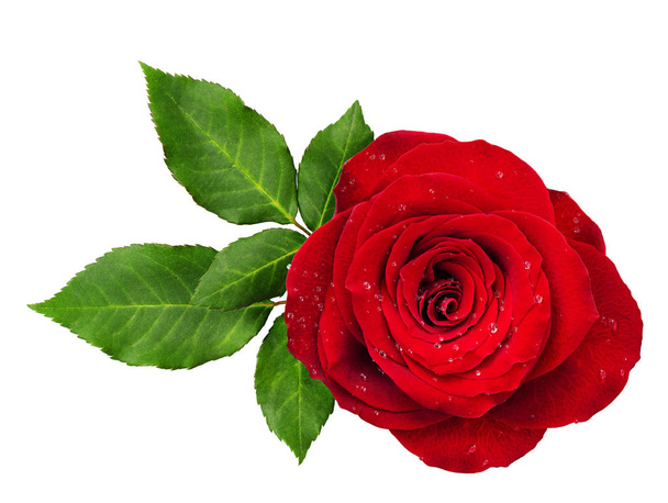 Red rose flower rosette with leaves - Valokuva, kuva