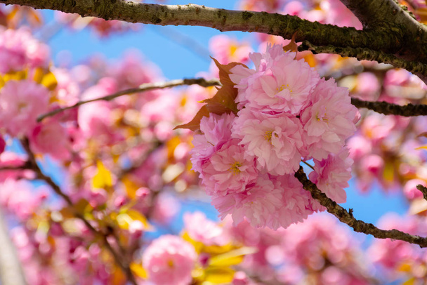рожевий вишневий цвіт крупним планом
 - Фото, зображення