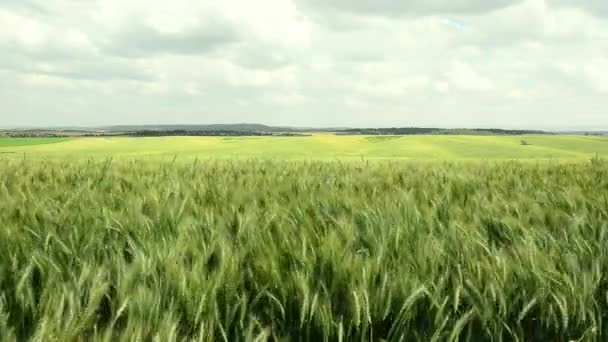 緑の小麦、曇りの空と風のフィールド. - 映像、動画