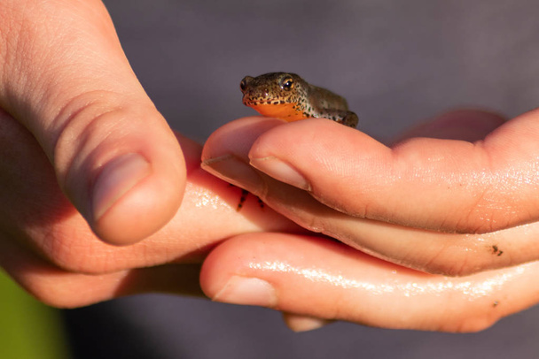 Beautiful male alpine newt in children's hands for biological inspection and outdoor animal studying for a biology lesson or nature experience of children with biologists and biology teachers - Fotoğraf, Görsel