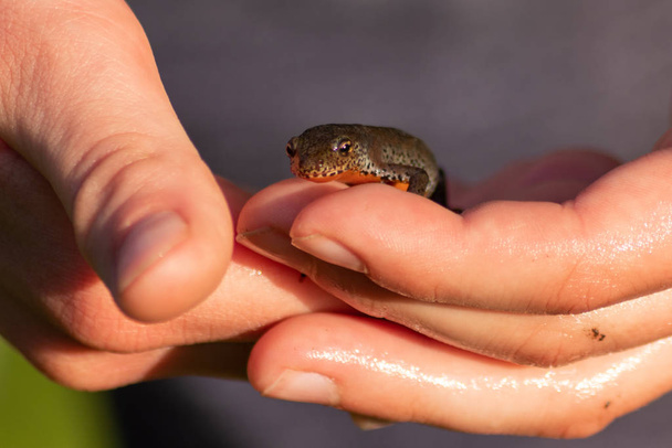 Mooie mannelijke alpine salamander in handen van kinderen voor biologische inspectie en outdoor dier studeren voor een biologieles of natuurervaring van kinderen met biologen en biologen leraren - Foto, afbeelding