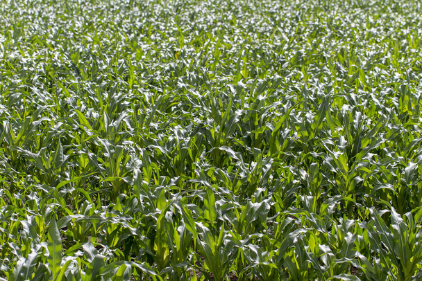 Campo de maíz verde. - Foto, Imagen
