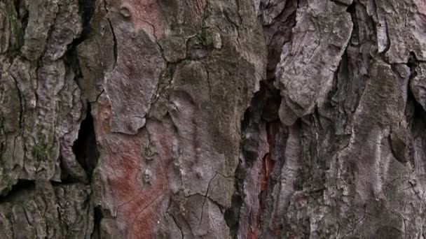 Tree bark - Felvétel, videó