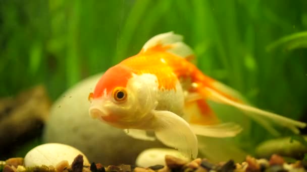 Zbiornik rybny ze złotą rybką w domu - Materiał filmowy, wideo