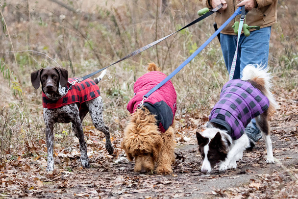 Yerel Park 'ta Gün Işığı Altında Üç Köpek Yürüdü - Fotoğraf, Görsel