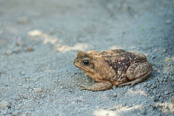 Big fat brown frog - Photo, image