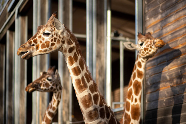 Giraffes in Copenhagen Zoo - Fotó, kép