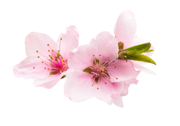 sakura flower isolated - Photo, Image
