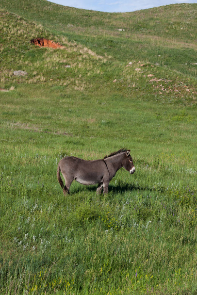 A Donkey Standing in a Field - Foto, Bild