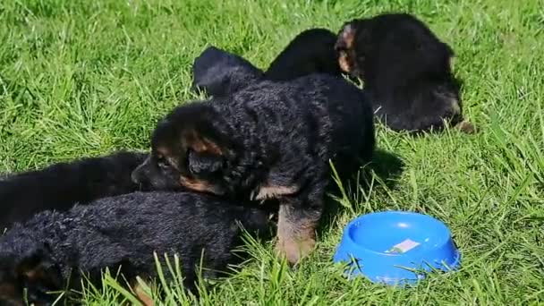 緑の草の中に眠る多くのドイツの羊飼いの子犬のパノラマ - 映像、動画
