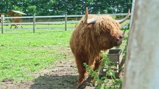 ruskea Skotlannin ylämaan karja kävelee avoimessa aitauksessa
 - Materiaali, video