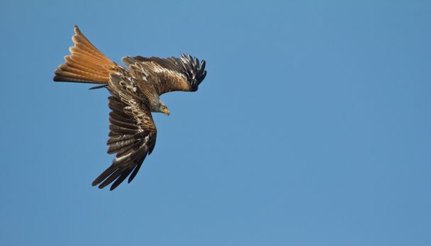 Red Kite Spotting Prey - Photo, Image