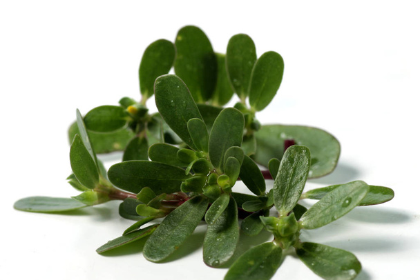 purslane plant or Portulaca, one of herbs that can used fo medical purpose as medicine. Shoot on a white isolated background. - Photo, Image