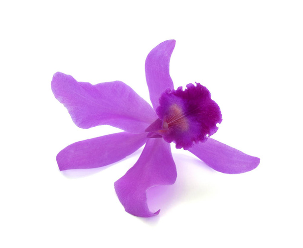 Viola Cattleya Orchidea fiore isolato su sfondo bianco
 - Foto, immagini