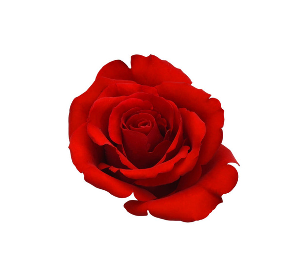 Rode roos bloem geïsoleerd op witte achtergrond - Foto, afbeelding