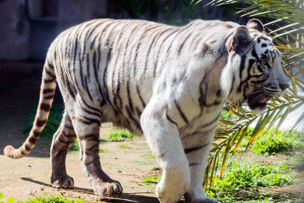 Kaunis villieläin Bengal valkoinen tiikeri (valkaistu tiikeri), Al Ain Zoo, Safari Park, Al Ain, Yhdistyneet arabiemiirikunnat
 - Valokuva, kuva