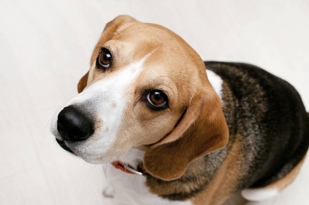 Beagle kutya fehér padlón - Fotó, kép