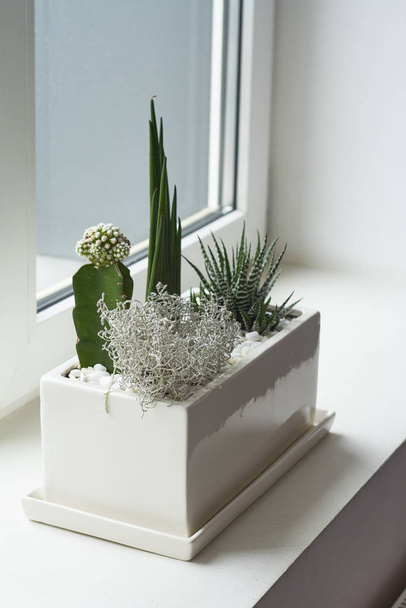 Petits cactus multicolores et succulents dans un grand pot blanc sur le rebord de la fenêtre, mise au point douce, place pour le texte
. - Photo, image