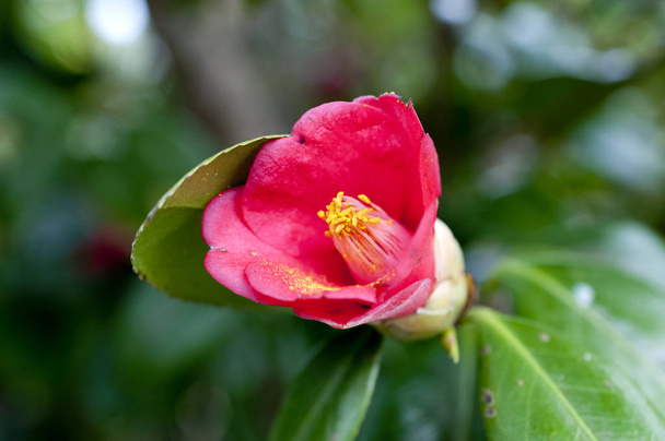 Kırmızı bir Kamelya çiçeğinin (Kamelya Japonica) yakın çekimi)  - Fotoğraf, Görsel