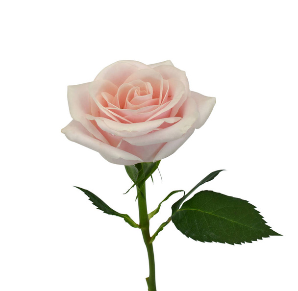 Vaaleanpunainen ruusu kukka eristetty valkoisella taustalla - Valokuva, kuva