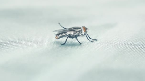 Las moscas son las poses en el suelo de la tela. - Metraje, vídeo