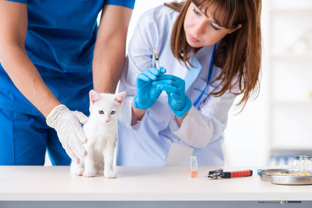 İki genç veteriner hasta kediyi muayene ediyor. - Fotoğraf, Görsel