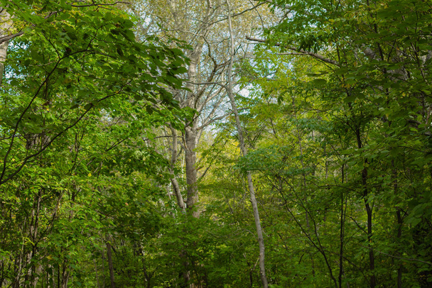 Lombhullató fák egy sűrű erdőben. Nyári napsütéses nap. - Fotó, kép