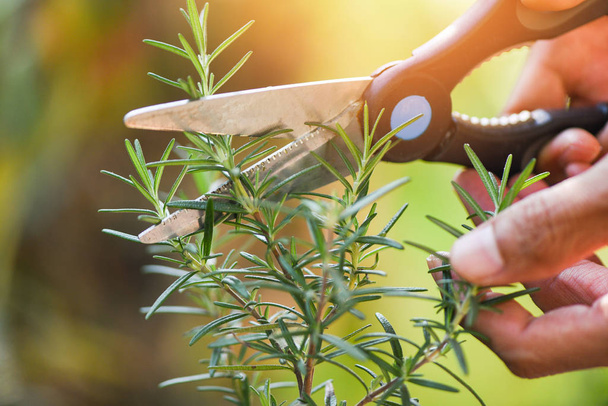 planta de romero cortado que crece en el jardín para extractos esenciales
  - Foto, imagen