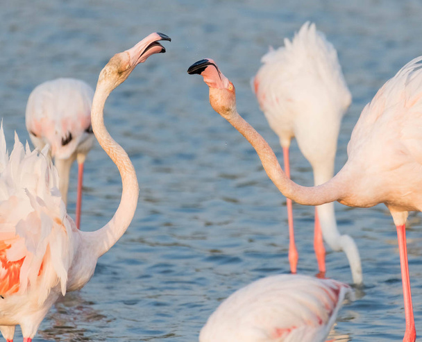 Flamingo rosa del Caribe en el Santuario de Vida Silvestre Ras al Khor, una reserva de humedales en Dubai, Emiratos Árabes Unidos
 - Foto, imagen
