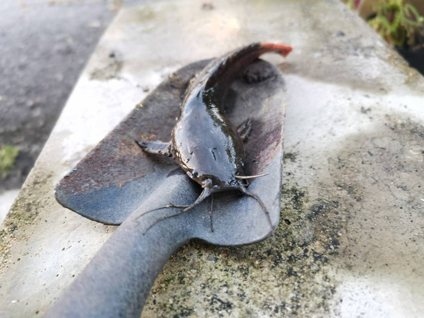 catfish caught on the garden hand shovel - Photo, Image