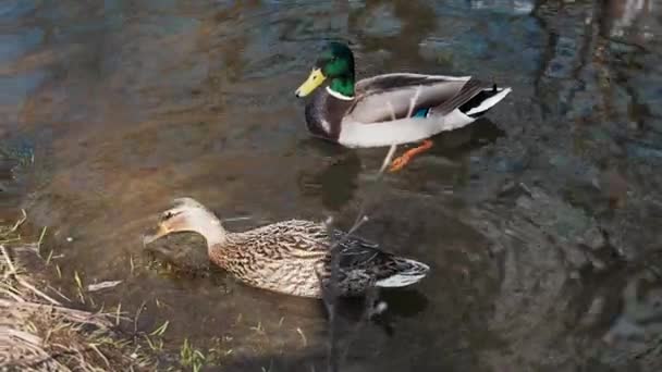 Stockenten-Wildenten-Paar in ihrem natürlichen Lebensraum in Ufernähe am Teich - Filmmaterial, Video