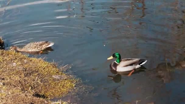 Stockenten-Wildenten-Paar in ihrem natürlichen Lebensraum in Ufernähe am Teich - Filmmaterial, Video