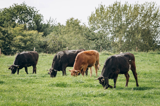 Група корів випасає на зеленому лузі. Корови пасуться на фермі
 - Фото, зображення